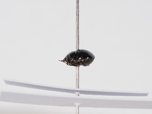  ( - ABOL-BioBlitz-2025-Szucsich-IC-0033)  @11 [ ] Unspecified (default): All Rights Reserved (2025) Naturhistorisches Museum Wien Unspecified