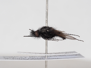  ( - ABOL-BioBlitz-2025-Szucsich-IC-0036)  @11 [ ] Unspecified (default): All Rights Reserved (2025) Naturhistorisches Museum Wien Unspecified