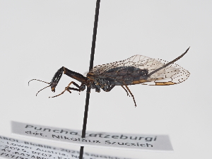  ( - ABOL-BioBlitz-2025-Szucsich-IC-0038)  @11 [ ] Unspecified (default): All Rights Reserved (2025) Naturhistorisches Museum Wien Unspecified