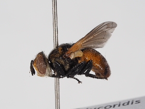  ( - ABOL-BioBlitz-2025-Szucsich-IC-0040)  @11 [ ] Unspecified (default): All Rights Reserved (2025) Naturhistorisches Museum Wien Unspecified