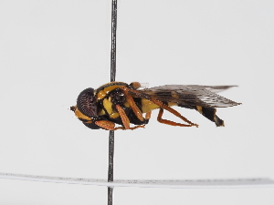  ( - ABOL-BioBlitz-2025-Szucsich-IC-0046)  @11 [ ] Unspecified (default): All Rights Reserved (2025) Naturhistorisches Museum Wien Unspecified