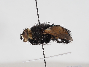  ( - ABOL-BioBlitz-2025-Szucsich-IC-0049)  @11 [ ] Unspecified (default): All Rights Reserved (2025) Naturhistorisches Museum Wien Unspecified