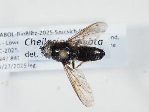  ( - ABOL-BioBlitz-2025-Szucsich-IC-0050)  @11 [ ] Unspecified (default): All Rights Reserved (2025) Naturhistorisches Museum Wien Unspecified