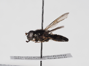  ( - ABOL-BioBlitz-2025-Szucsich-IC-0050)  @11 [ ] Unspecified (default): All Rights Reserved (2025) Naturhistorisches Museum Wien Unspecified