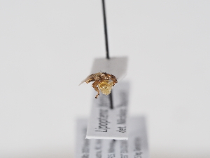  ( - ABOL-BioBlitz-2025-Szucsich-IC-0055)  @11 [ ] Unspecified (default): All Rights Reserved (2025) Naturhistorisches Museum Wien Unspecified