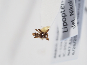  ( - ABOL-BioBlitz-2025-Szucsich-IC-0056)  @11 [ ] Unspecified (default): All Rights Reserved (2025) Naturhistorisches Museum Wien Unspecified