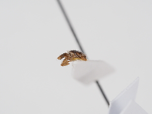  ( - ABOL-BioBlitz-2025-Szucsich-IC-0056)  @11 [ ] Unspecified (default): All Rights Reserved (2025) Naturhistorisches Museum Wien Unspecified