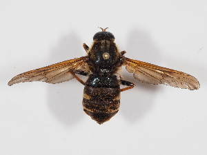  ( - ABOL-BioBlitz-2024-Szucsich-IC-0088)  @11 [ ] Unspecified (default): All Rights Reserved (2024) Natural history museum Vienna Natural history museum Vienna