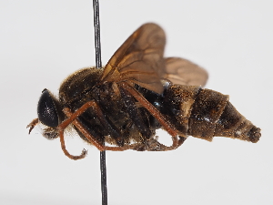  ( - ABOL-BioBlitz-2024-Szucsich-IC-0089)  @11 [ ] Unspecified (default): All Rights Reserved (2024) Natural history museum Vienna Natural history museum Vienna