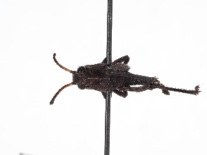  ( - ABOL-BioBlitz-2024-Szucsich-IC-0092)  @11 [ ] Unspecified (default): All Rights Reserved (2024) Natural history museum Vienna Natural history museum Vienna