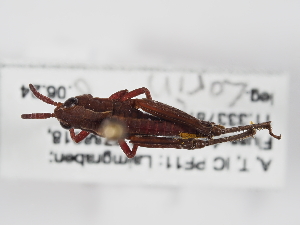  ( - ABOL-BioBlitz-2024-Szucsich-IC-0093)  @11 [ ] Unspecified (default): All Rights Reserved (2024) Natural history museum Vienna Natural history museum Vienna