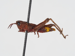  ( - ABOL-BioBlitz-2024-Szucsich-IC-0093)  @11 [ ] Unspecified (default): All Rights Reserved (2024) Natural history museum Vienna Natural history museum Vienna