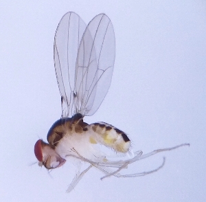  (Mycodrosophila poecilogastra - ABOL-BioBlitz20 0015)  @13 [ ] CC-BY-SA (2020) Timaeus, Lorin privat