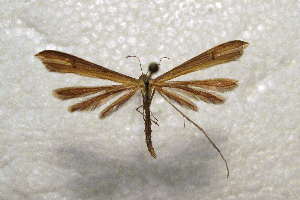  ( - ABOL-BioBlitz21-0335)  @11 [ ] CC BY-SA (2021) Rupp, Thomas Unspecified