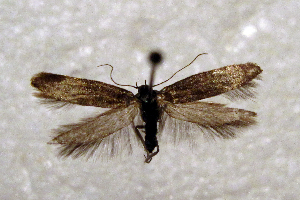  ( - ABOL-BioBlitz21-0351)  @11 [ ] CC BY-SA (2021) Rupp, Thomas Unspecified