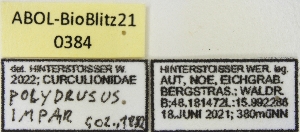 ( - ABOL-BioBlitz21-0384)  @11 [ ] Unspecified (default): All Rights Reserved (2024) Werner Hinterstoisser Unspecified