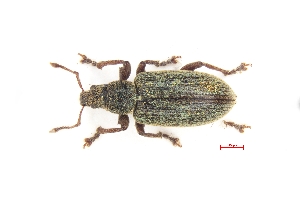  ( - ABOL-BioBlitz21-0384)  @11 [ ] Unspecified (default): All Rights Reserved (2024) Werner Hinterstoisser Unspecified