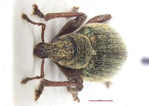  ( - ABOL-BioBlitz21-0384)  @11 [ ] Unspecified (default): All Rights Reserved (2024) Werner Hinterstoisser Unspecified