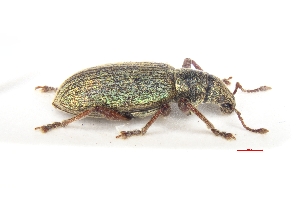  ( - ABOL-BioBlitz21-0384)  @11 [ ] Unspecified (default): All Rights Reserved (2024) Werner Hinterstoisser Unspecified