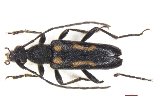 ( - ABOL-BioBlitz21-0396)  @11 [ ] Unspecified (default): All Rights Reserved (2024) Werner Hinterstoisser Unspecified