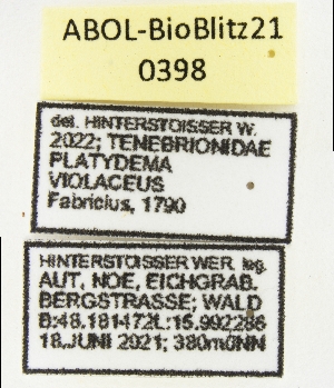  ( - ABOL-BioBlitz21-0398)  @11 [ ] Unspecified (default): All Rights Reserved (2024) Werner Hinterstoisser Unspecified