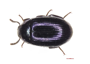  ( - ABOL-BioBlitz21-0398)  @11 [ ] Unspecified (default): All Rights Reserved (2024) Werner Hinterstoisser Unspecified