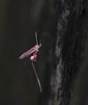  ( - ABOL-BioBlitz22-0053)  @11 [ ] CC-BY-SA (2023) Timaeus private