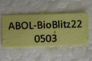  ( - ABOL-BioBlitz22-0503)  @11 [ ] CC-BY-SA (2023) Rupp private