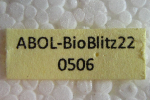  ( - ABOL-BioBlitz22-0506)  @11 [ ] CC-BY-SA (2023) Rupp private