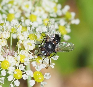  ( - ABOL-BioBlitz23-0241)  @11 [ ] CC BY (2023) L. Timaeus private