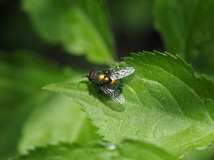  ( - ABOL-BioBlitz23-0243)  @11 [ ] CC BY (2023) L. Timaeus private