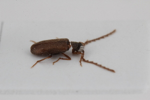  ( - ABOL-BioBlitz23-0461)  @11 [ ] Unspecified (default): All Rights Reserved (2024) Elisabeth Glatzhofer Unspecified
