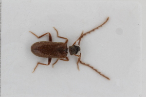  ( - ABOL-BioBlitz23-0461)  @11 [ ] Unspecified (default): All Rights Reserved (2024) Elisabeth Glatzhofer Unspecified
