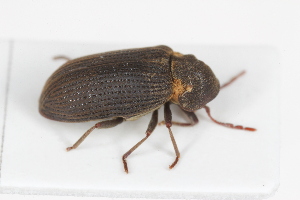  ( - ABOL-BioBlitz23-0462)  @11 [ ] Unspecified (default): All Rights Reserved (2024) Elisabeth Glatzhofer Unspecified