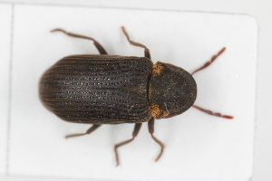  ( - ABOL-BioBlitz23-0462)  @11 [ ] Unspecified (default): All Rights Reserved (2024) Elisabeth Glatzhofer Unspecified