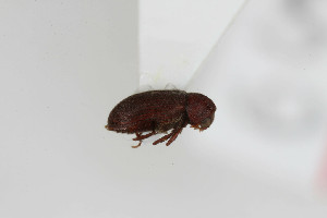  ( - ABOL-BioBlitz23-0463)  @11 [ ] Unspecified (default): All Rights Reserved (2024) Elisabeth Glatzhofer Unspecified