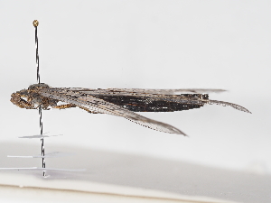  ( - ABOL-RefDat-2024-Szucsich-Lobau-0018)  @11 [ ] Unspecified (default): All Rights Reserved (2025) Naturhistorisches Museum Wien Unspecified