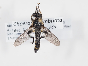  (Choerades fimbriata - ABOL-Tettris-2024-Szucsich-LeoBg-0003)  @11 [ ] Unspecified (default): All Rights Reserved (2025) Naturhistorisches Museum Wien Unspecified