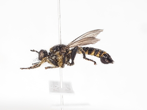  ( - ABOL-Tettris-2024-Szucsich-LeoBg-0003)  @11 [ ] Unspecified (default): All Rights Reserved (2025) Naturhistorisches Museum Wien Unspecified