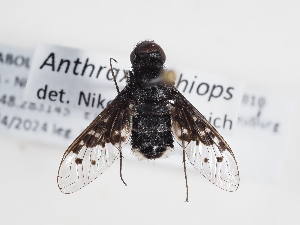 (Anthrax aethiops - ABOL-Tettris-2024-Szucsich-LeoBg-0010)  @11 [ ] Unspecified (default): All Rights Reserved (2025) Naturhistorisches Museum Wien Unspecified