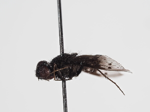  ( - ABOL-Tettris-2024-Szucsich-LeoBg-0010)  @11 [ ] Unspecified (default): All Rights Reserved (2025) Naturhistorisches Museum Wien Unspecified