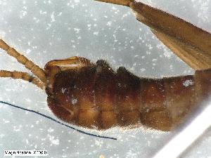  (Capnia vidua rilensis - ABOL-Z15)  @11 [ ] CC-BY (2024) Teufl Pia Unspecified