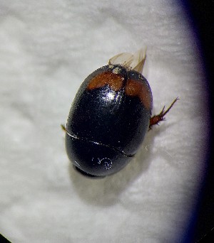  ( - ADHYD_004)  @11 [ ] CC-BY (2025) Dominik Rabl Unspecified