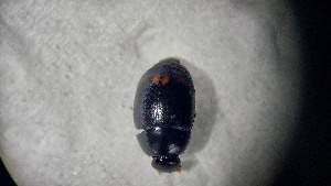  ( - ADHYD_197)  @11 [ ] CC-BY (2025) Dominik Rabl Unspecified