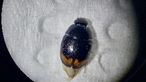  ( - ADHYD_247)  @11 [ ] CC-BY (2025) Dominik Rabl Unspecified