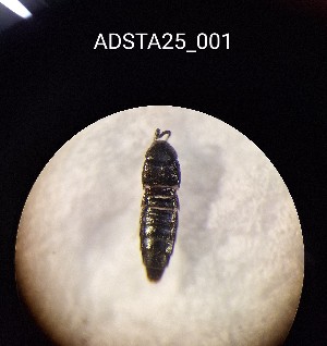  ( - ADSTA25_001)  @11 [ ] Unspecified (default): All Rights Reserved (2025) Dominik Rabl Unspecified