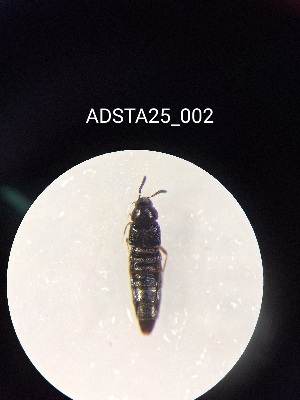  ( - ADSTA25_002)  @11 [ ] Unspecified (default): All Rights Reserved (2025) Dominik Rabl Unspecified