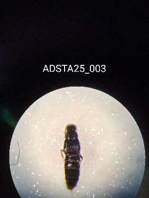  ( - ADSTA25_003)  @11 [ ] Unspecified (default): All Rights Reserved (2025) Dominik Rabl Unspecified