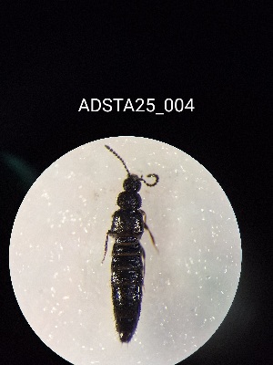  ( - ADSTA25_004)  @11 [ ] Unspecified (default): All Rights Reserved (2025) Dominik Rabl Unspecified