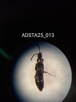  ( - ADSTA25_013)  @11 [ ] Unspecified (default): All Rights Reserved (2025) Dominik Rabl Unspecified